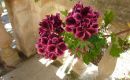 2012_mallorca_046