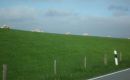 2014_05 Schlei_043
