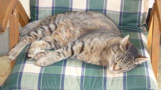 faulekatze