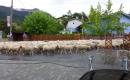 2015_09 Westalpen 206